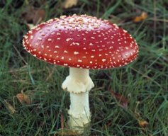 Fungi