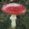 Fungi
