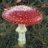 Fungi